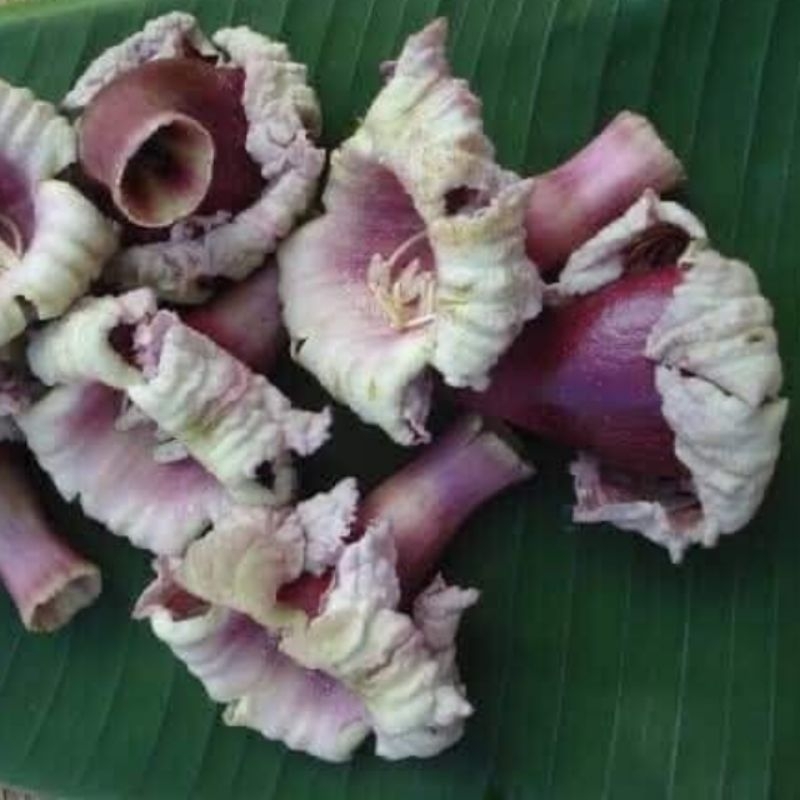 ต้นเพกาเตี้ย🌱🌱🌱(ปักชำราก)ชุด 2ต้น 100บาท ต้นพร้อมปลูก - รูปที่ 2