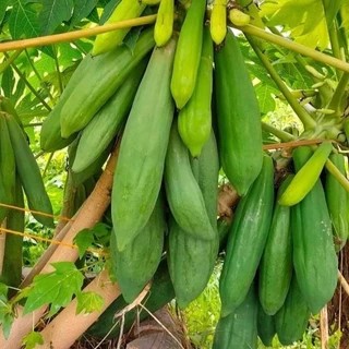เมล็ดมะละกอพันธุ์แก้วกลางดง 10 กรัม จำนวน 500 - 600 เมล็ด