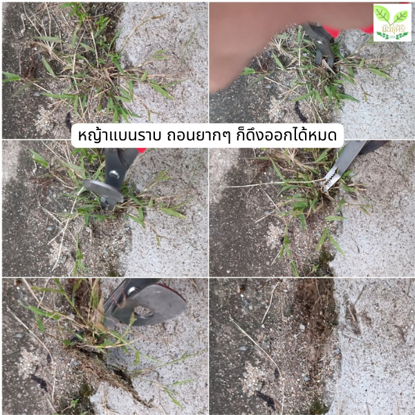 สินค้าใหม่!! Saboten  ซาโบเท็น กรรไกรถอนหญ้า วัชพืชต่างๆ จากญี่ปุ่น - รูปที่ 2