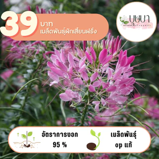 ผักเสี้ยนฝรั่ง 39บาท 300เมล็ด