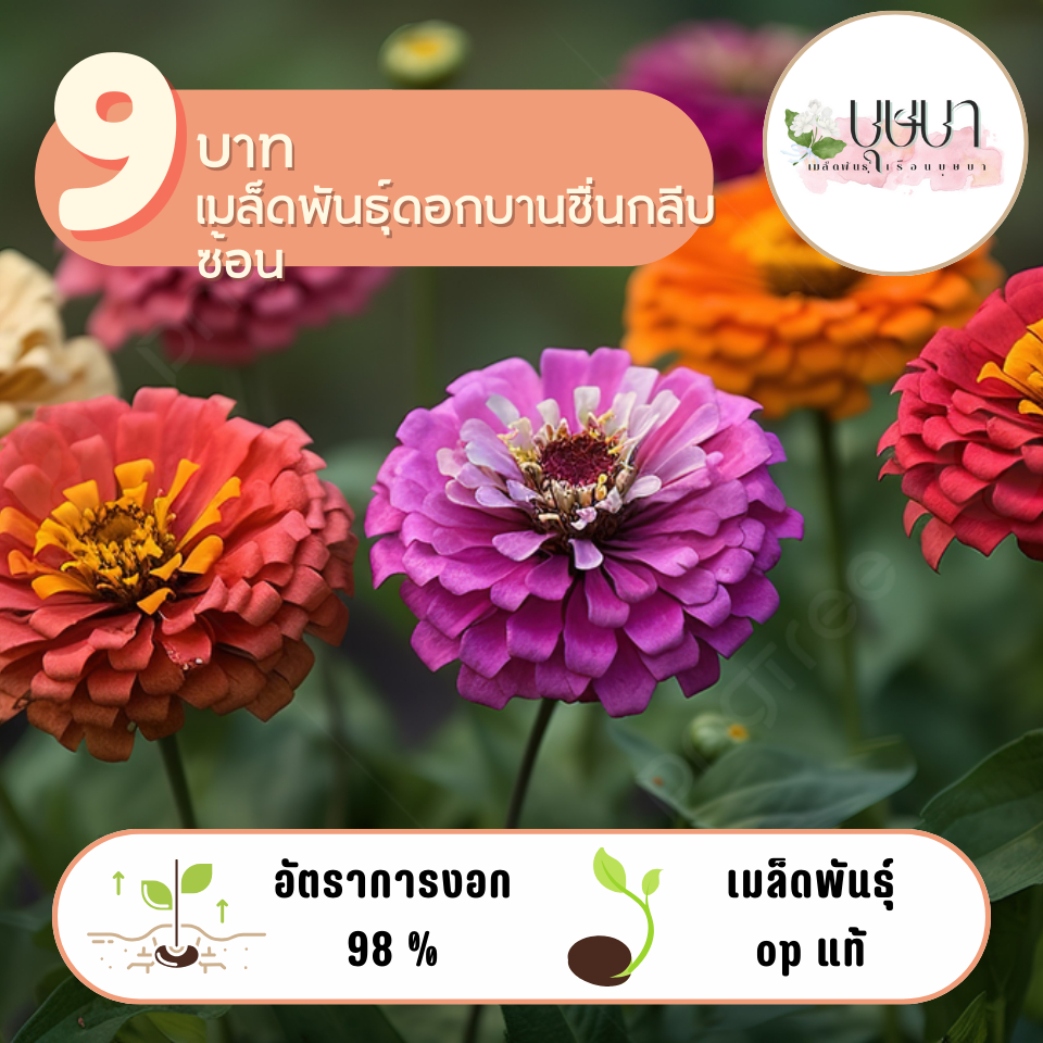 บานชื่นกลีบซ้อนคละสี 9บาท 100เมล็ด