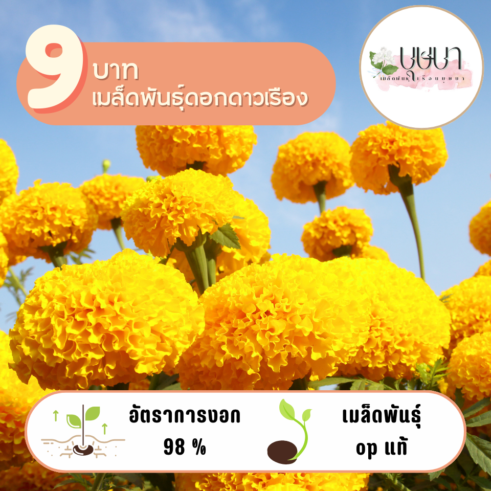 ดาเรืองเหลือง 9บาท 60 เมล็ด