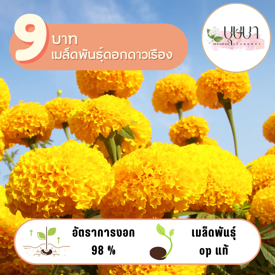 ดาเรืองเหลือง 9บาท 60 เมล็ด