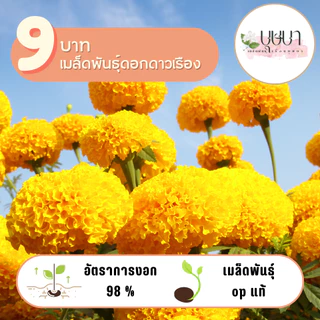 ดาเรืองเหลือง 9บาท 60 เมล็ด