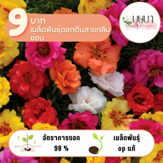 ตื่นสายกลีบซ้อน 9บาท 500เมล็ด