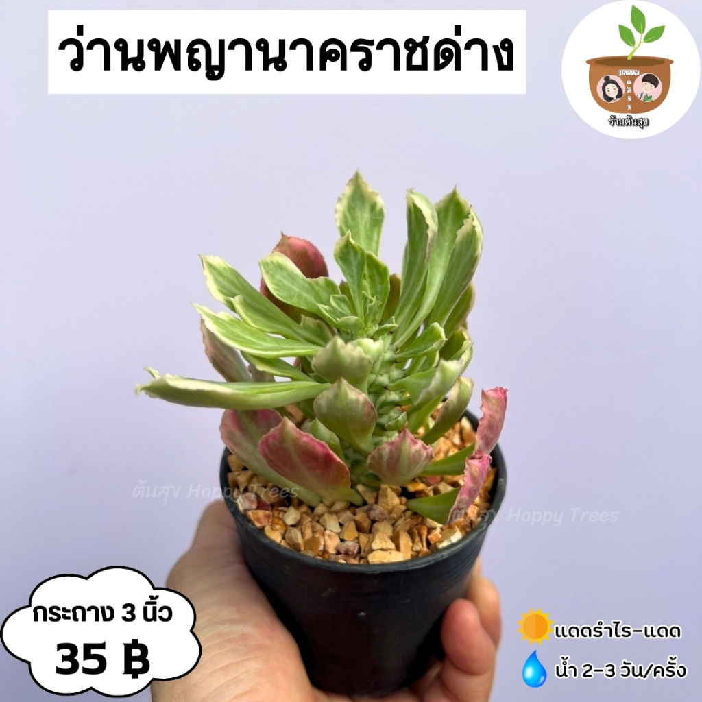 ต้นว่านพญานาคราชด่าง จัดส่ง 2 ต้นขึ้นไป คละแบบได้