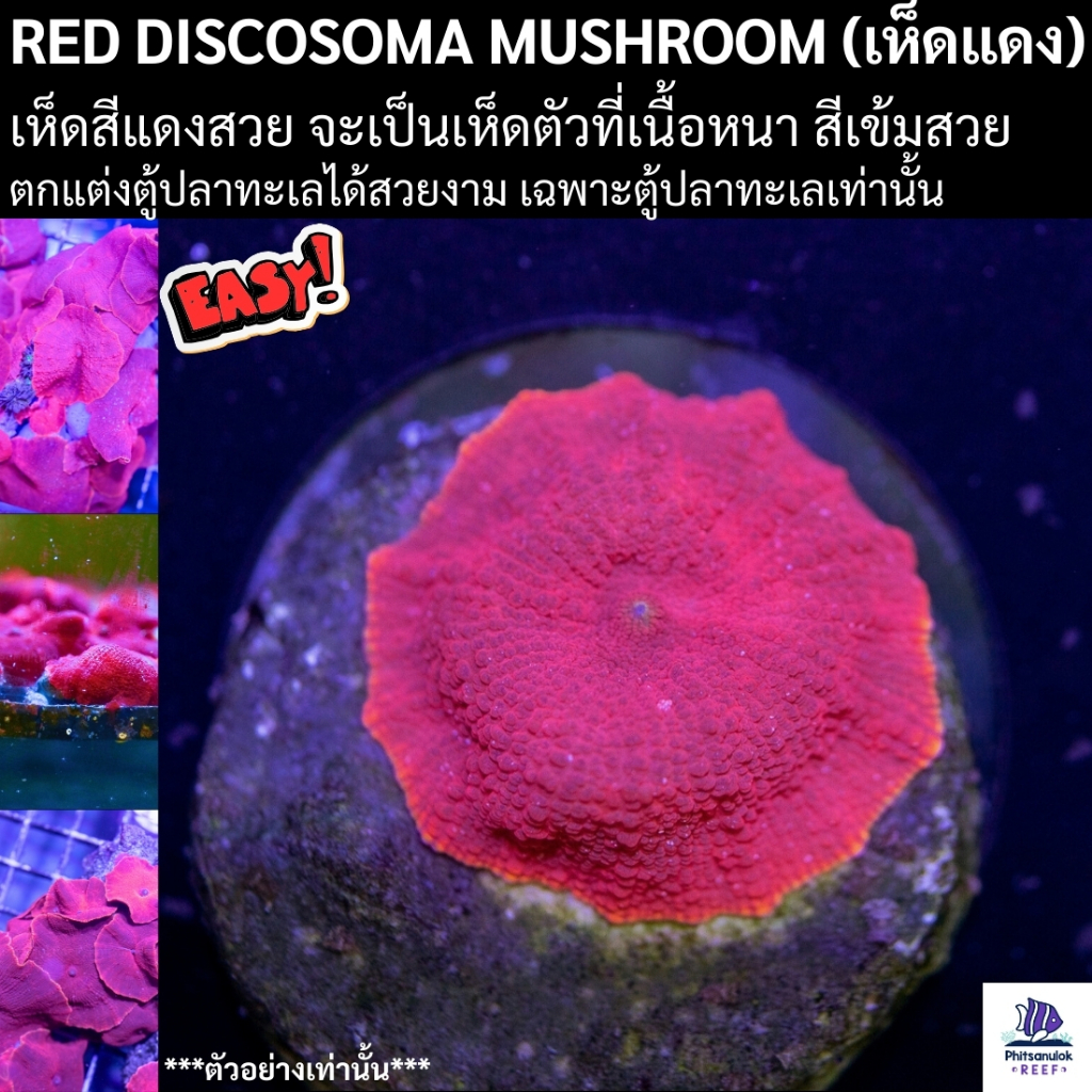 Red Discosoma Mushroom (เห็ดแดง) แดงสวย จะเป็นเห็ดตัวที่เนื้อหนา ตกแต่งตู้ปลาทะเลได้สวยงาม 1 ชิ้น