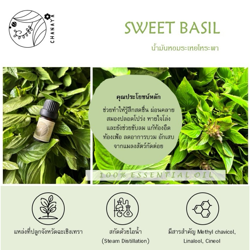 น้ำมันหอมระเหยโหระพา ชานาญา CHANAYA Sweet basil 100% Essential Oil