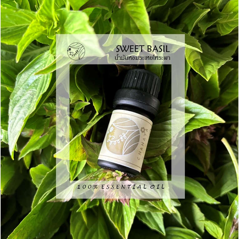 น้ำมันหอมระเหยโหระพา ชานาญา CHANAYA SWEET BASIL 100% Essential oil