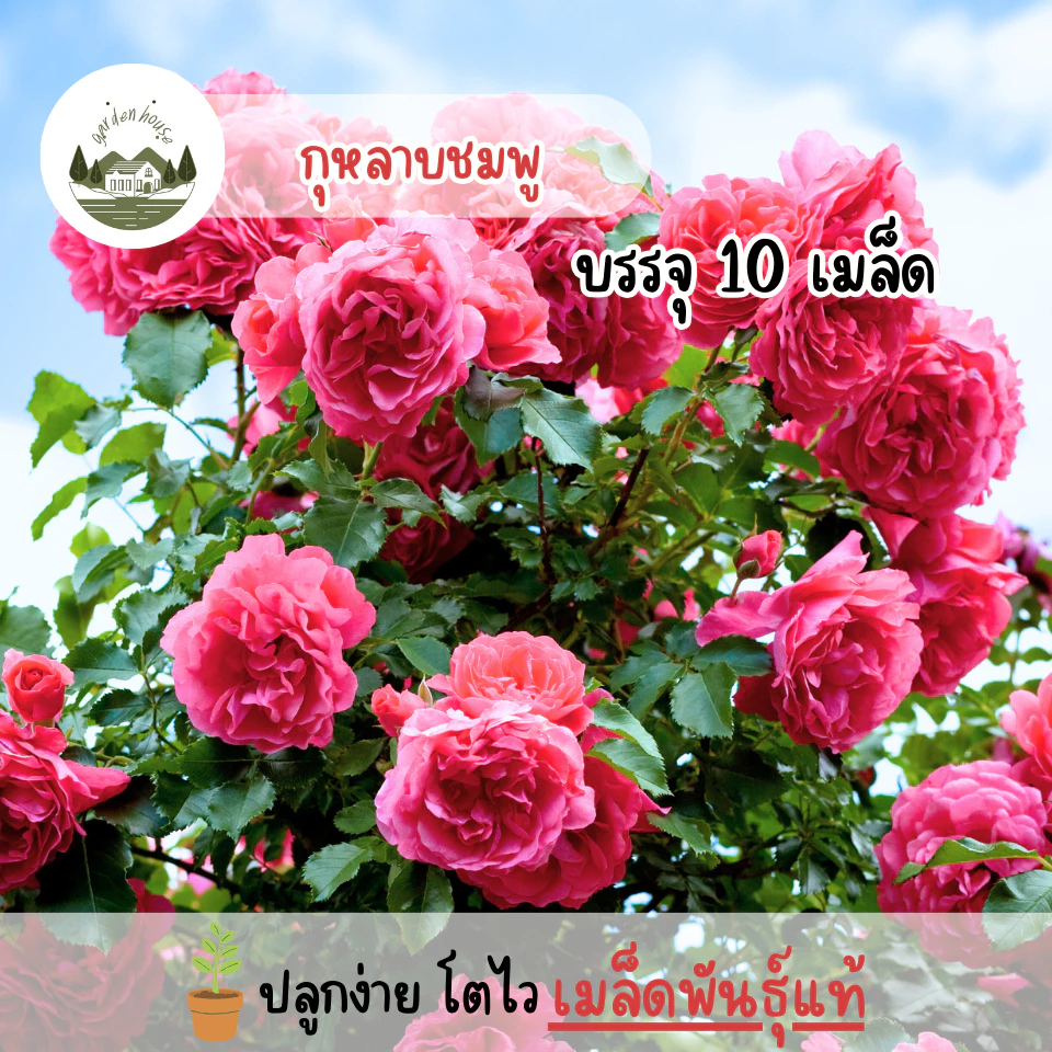 กุหลาบสีชมพู 10 เมล็ด