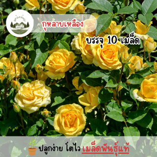 กุหลาบสีเหลือง 10 เมล็ด