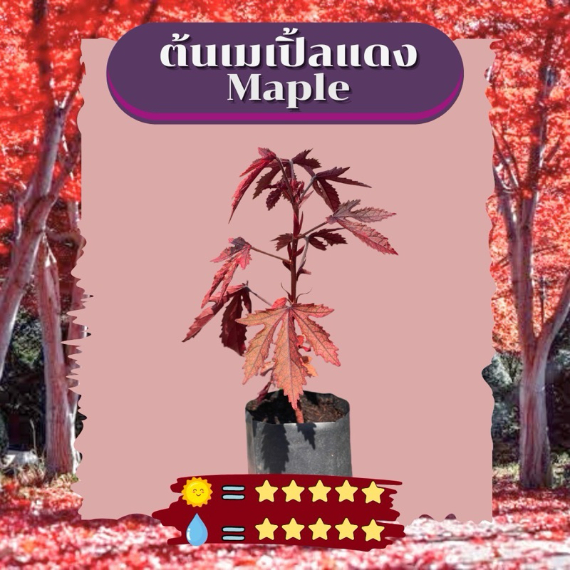 (5แถม1)10 บาท ต้นเมเปิ้ล ดอกและใบทานได้