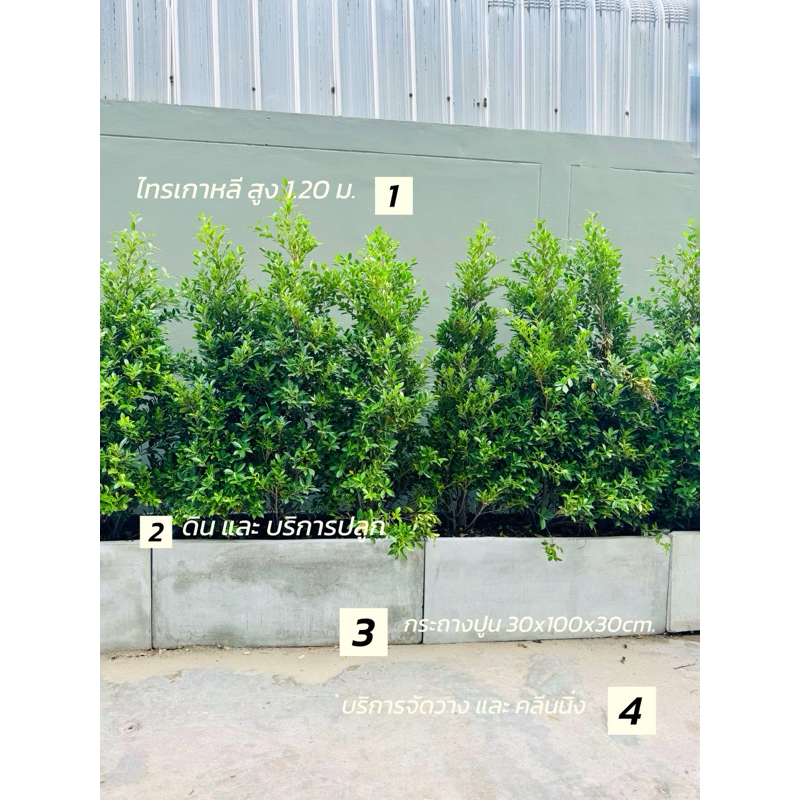 ชุดกระถางปูน พร้อม ต้นไทรเกาหลี ไทรเกาหลี  กระถางปูนซีเมน ตกแต่งสวนปลูกต้นไม้ ภายในบ้าน ในสวน Banyan