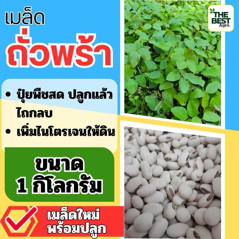 ✅ ถั่วพร้า เมล็ดถั่วพร้า 1 กิโลกรัม(รับประกันการงอก)