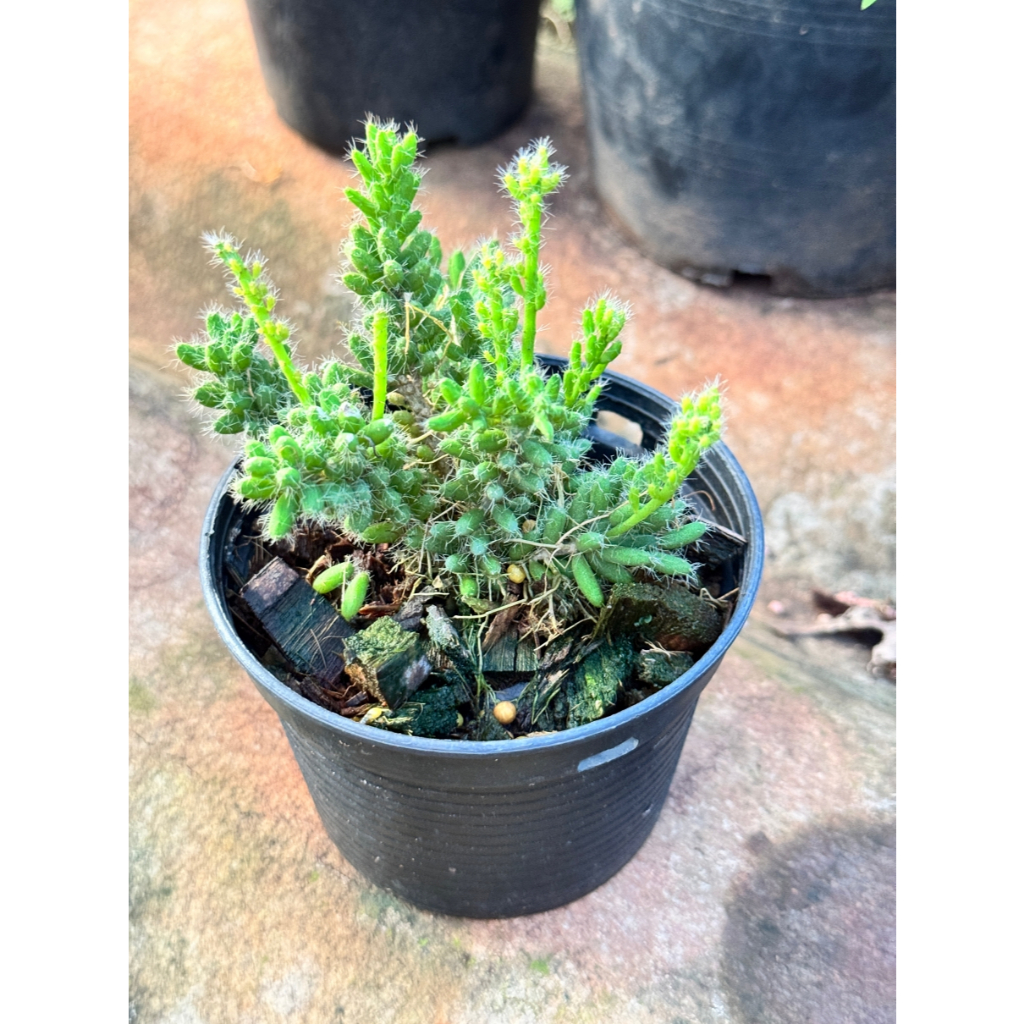 มุมมอง 3