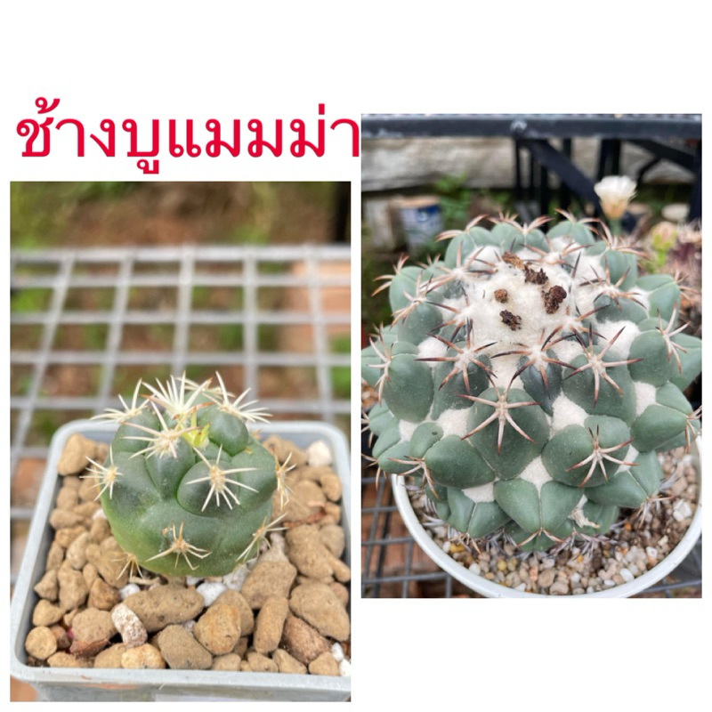 ช้างบูแมมม่า ช้างแคคตัส ไม้ชำหน่อ ราคาเบาๆ เลือกต้นไม้ ดอกเหลือง ส่งถอดกระถาง