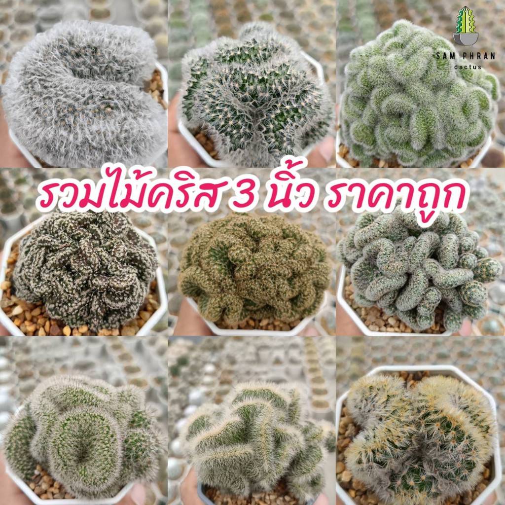 แคคตัสไม้คริส กระถาง 3 นิ้ว จัดส่งทั้งกระถาง ไม้สวยคุณภาพดี