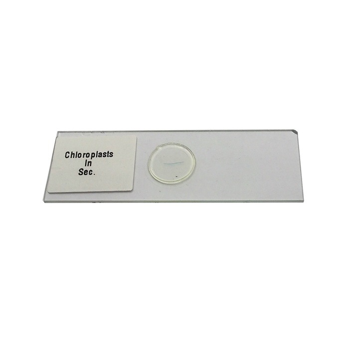 สไลด์ถาวรคลอโรพลาสต์ (Chloroplasts in Sec. Permanent Slide)