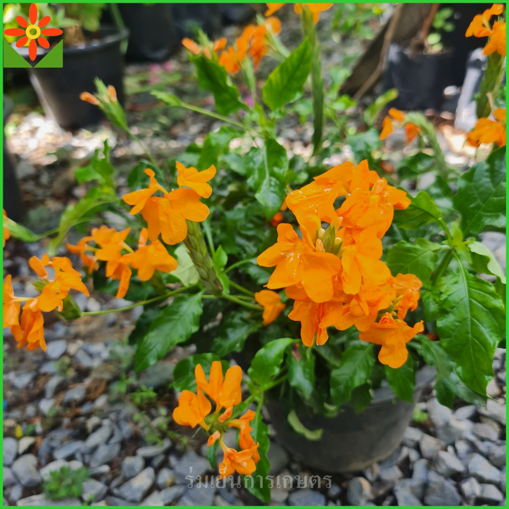 ต้นสังกรณี ดอกสีส้ม ส่งพร้อมกระถาง 5.5นิ้ว