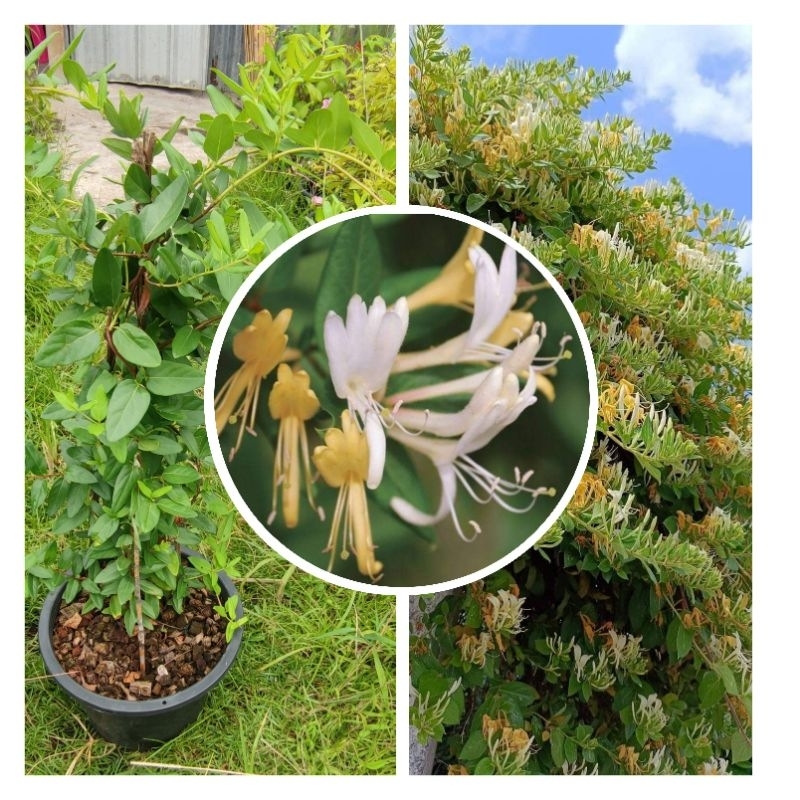 ต้นสายน้ำผึ้ง (Honeysuckle) (กระถาง 10นิ้ว) เป็นไม้เลื้อย ดอกมีกลิ่นหอมเย็นชื่นใจ