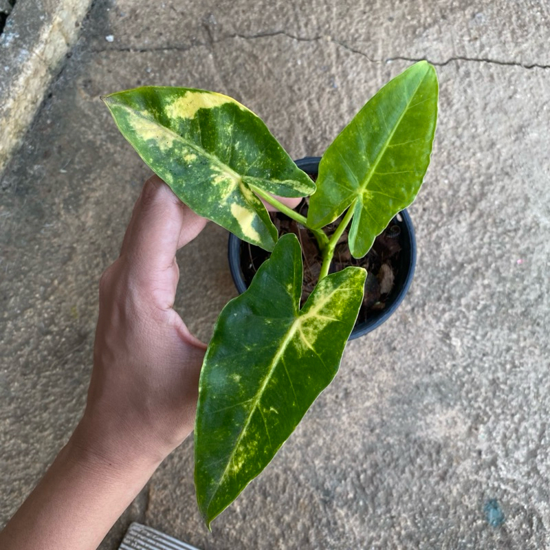 อโลคาเซีย เพชรเจ็ดสี (ใบยาว) Alocasia New Guinea Gold