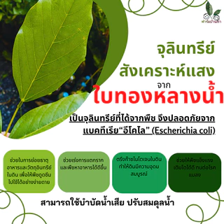 ฟาร์มบ้านเรา จุลินทรีย์สังเคราะห์แสงจากใบทองหลางน้ำ Rhodobactor Capsulatus ปลอดภัย จุลินทรีย์เลี้ยงไข่ผำ บำรุงเคลได้ดี