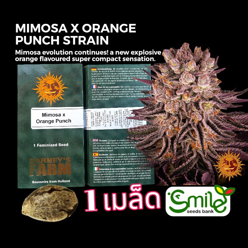เมล็ดกัญชา Mimosa x Orange Punch (Fem) - Barney’s Farm