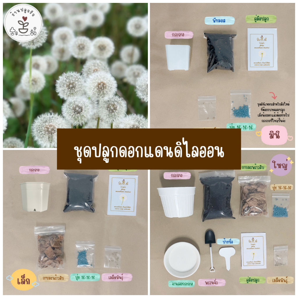 LXG : ชุดปลูกดอกแดนดิไลออน ชุดปลูกดอกไม้แดนดิไลออน ชุดพร้อมปลูกแดนดิไลออน ดอกแดนดิไลออน มี 3 ขนาด