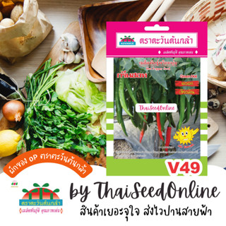 ADV ซฟ เมล็ดพันธุ์ พริกหนุ่มกรีนฮอทตราตะวันต้นกล้า V49