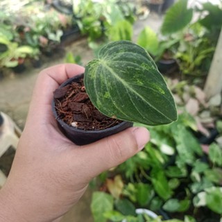 ❤️ (5/9/66) Philodendron Melano 🌱 ฟิโลเดนดรอนเมลาโน่ด่าง วางข้อ ได้ต้นในภาพ 🌱 ไม้ฟอกอากาศ 🌱 [PMN]