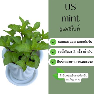 ยูเอสมินท์ US Mint ขนาดกระถาง 4นิ้ว