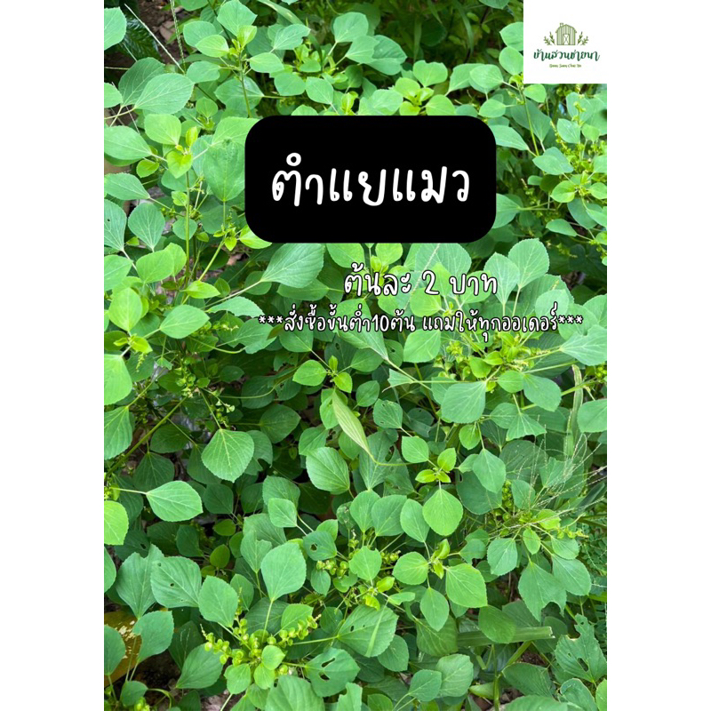 ตำแยแมวสด 😻 พร้อมส่ง ปลอดสารพิษ 💥 ซื้อ10แถม2💥