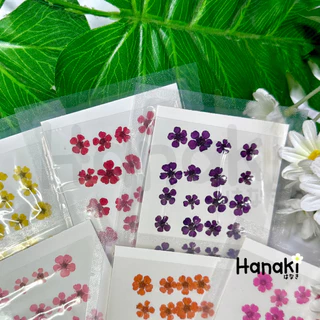 【พร้อมส่ง】ดอกพลัมญี่ปุ่น ดอกพลัมทับแห้ง (Plum) มี12สี💐20 ดอก Pressed Flowers💐