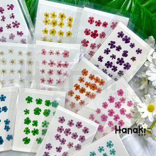 【พร้อมส่ง】ดอกพลัมญี่ปุ่น ดอกพลัมทับแห้ง (Plum) มี12สี💐20 ดอก Pressed Flowers💐