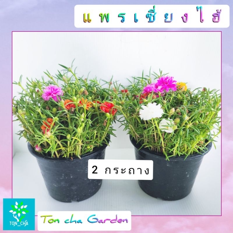แพรเซี่ยงไฮ้ คุณนายตื่นสาย แบบคละสี 1 กระถางมีเป็นร้อยกิ่ง คุ้มสุดๆ