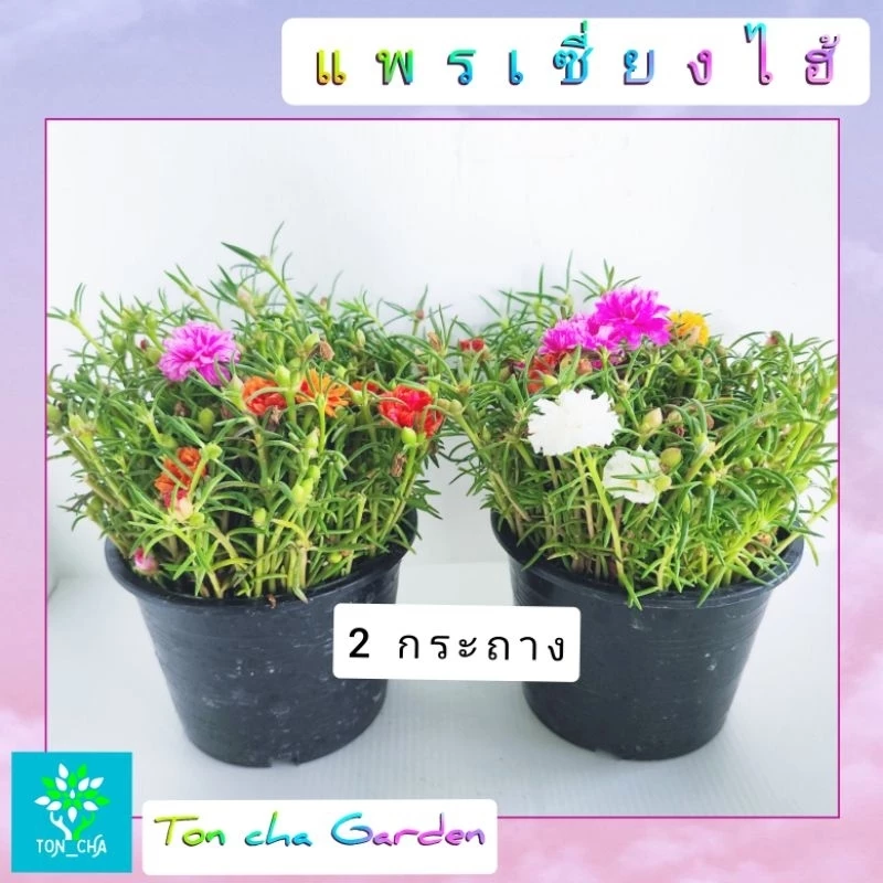 แพรเซี่ยงไฮ้ คุณนายตื่นสาย แบบคละสี 1 กระถางมีเป็นร้อยกิ่ง คุ้มสุดๆ
