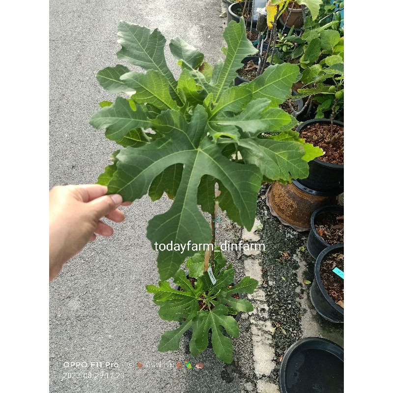 มะเดื่อฝรั่ง แบล็คอิสราเอล Black Israel/Tree figs