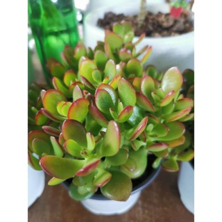 คลาสซูล่า​ พุ่มใหญ่​ กระถาง5นิ้ว​ (Crassula Ovata)