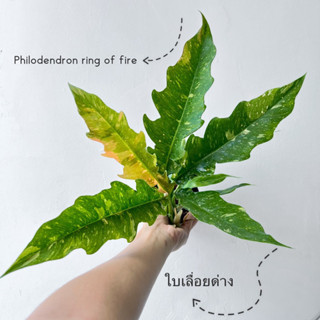 ฟิโลเดนดรอนใบเลื่อยคัดด่างพิเศษ (Philodendron ring of fire Variegated)