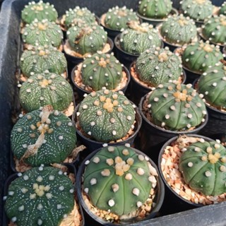 แคคตัส กระบองเพชร แอสโตรไฟตั้ม astrophytum