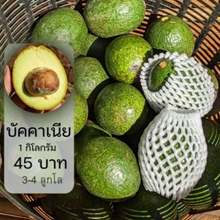 อะโวคาโดบัคคาเนีย 1 กิโลกรัม 45 บาท 3-4 ลูกโล_ราคาหน้าสวน.