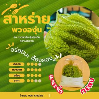 👉ร้านแนะนำ...สาหร่ายพวงองุ่นจากฟาร์ม สด สะอาด (สาหร่ายเสียยินดีคืนเงิน)