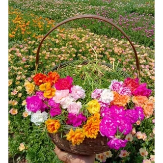 คุณนายตื่นสาย(สายพันธุ์แพร่เซี่ยงไฮ้) คละสี40สี 39บาท.