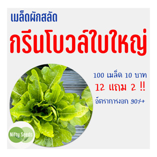 เมล็ดสลัด กรีนโบวล์ใบใหญ่ 100 เมล็ด 10 บาท งอกดีมีคู่มือในการปลูก