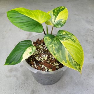 Homalomena sp. Variegated เสน่ห์จันทน์บุษราคัม พืชในกลุ่มว่านเสน่ห์จันทน์ ไม้มงคล ไม้ด่าง ไม้ฟอกอากาศ