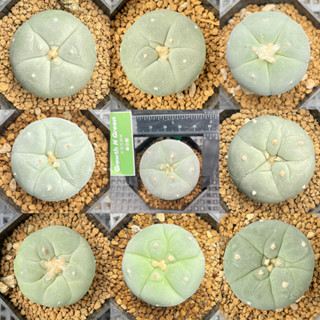 โลโฟโฟร่า ฟริซิอาย Lophophora fricii ไม้เมล็ด หน้าสวย สายเลือดดี