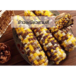เมล็ดพันธุ์ ข้าวโพด เหนียวสามสี สีสวย เหนียว นุ่ม อร่อย