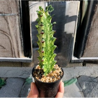 สลัดไดด่าง Euphorbia trigona กระถาง 2.5 นิ้ว ยูโฟเบียด่าง