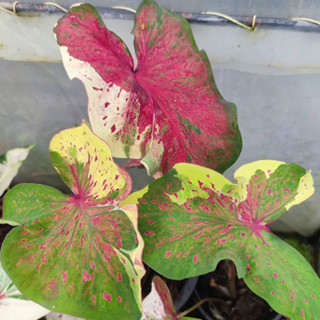 นพเก้า บอนสี Caladium