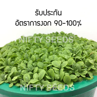 *เมล็ดปี68* เมล็ดพันธุ์ผักสลัด 100-300 เมล็ด 10 บาท การันตีงอกดีมาก เมล็ดผัก ผักสลัด